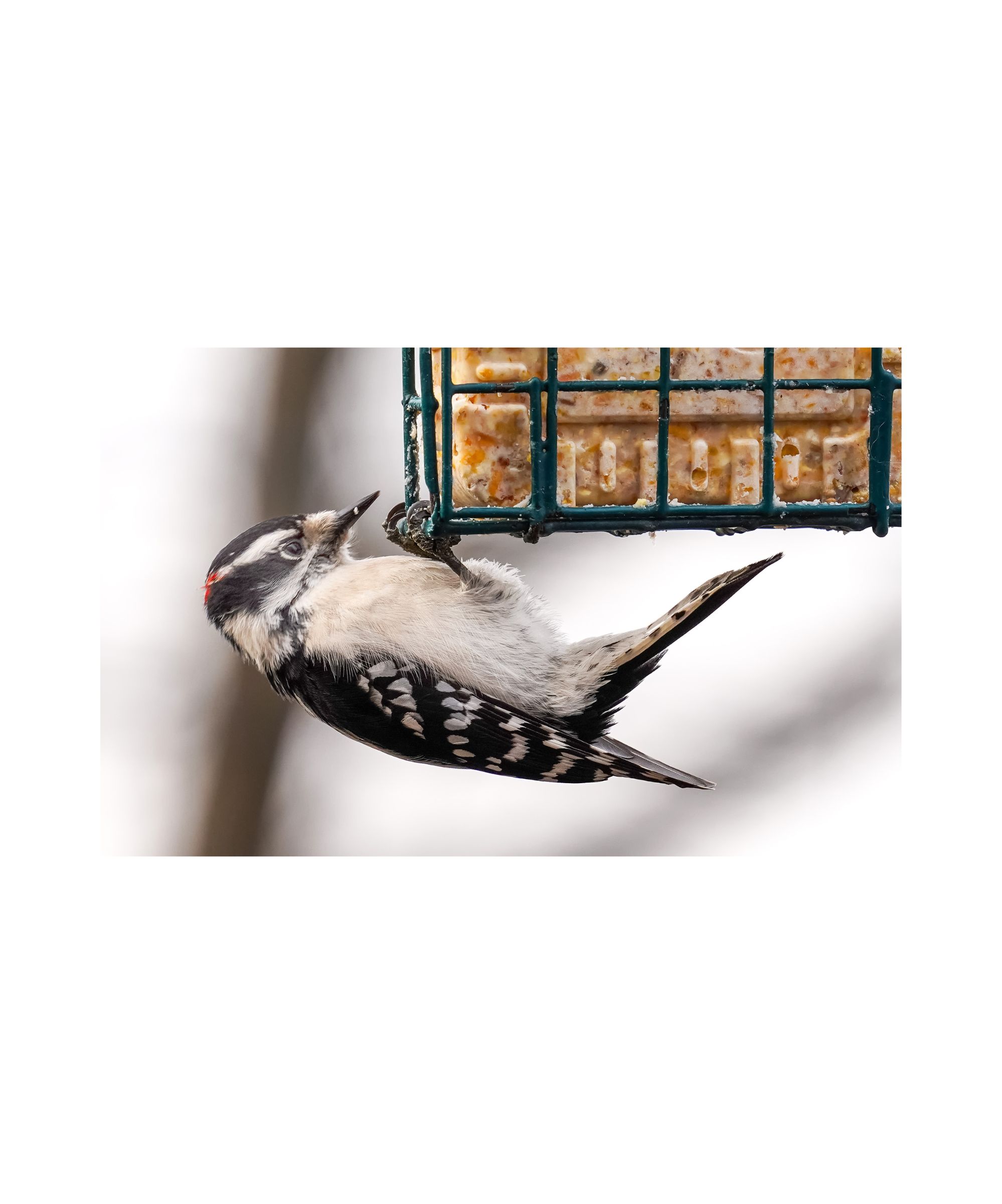 Downy woodpecker on a suet cage