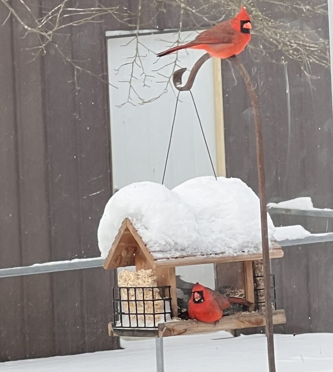 cardinals in the snow at the feeder