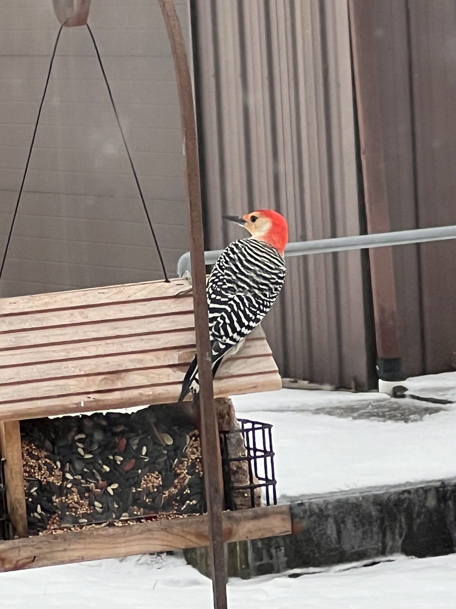 red bellied woodpecker on top of a feeder