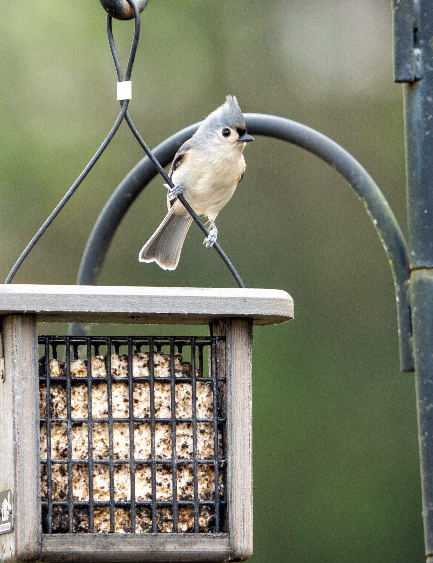tufted titmouse with suet cake