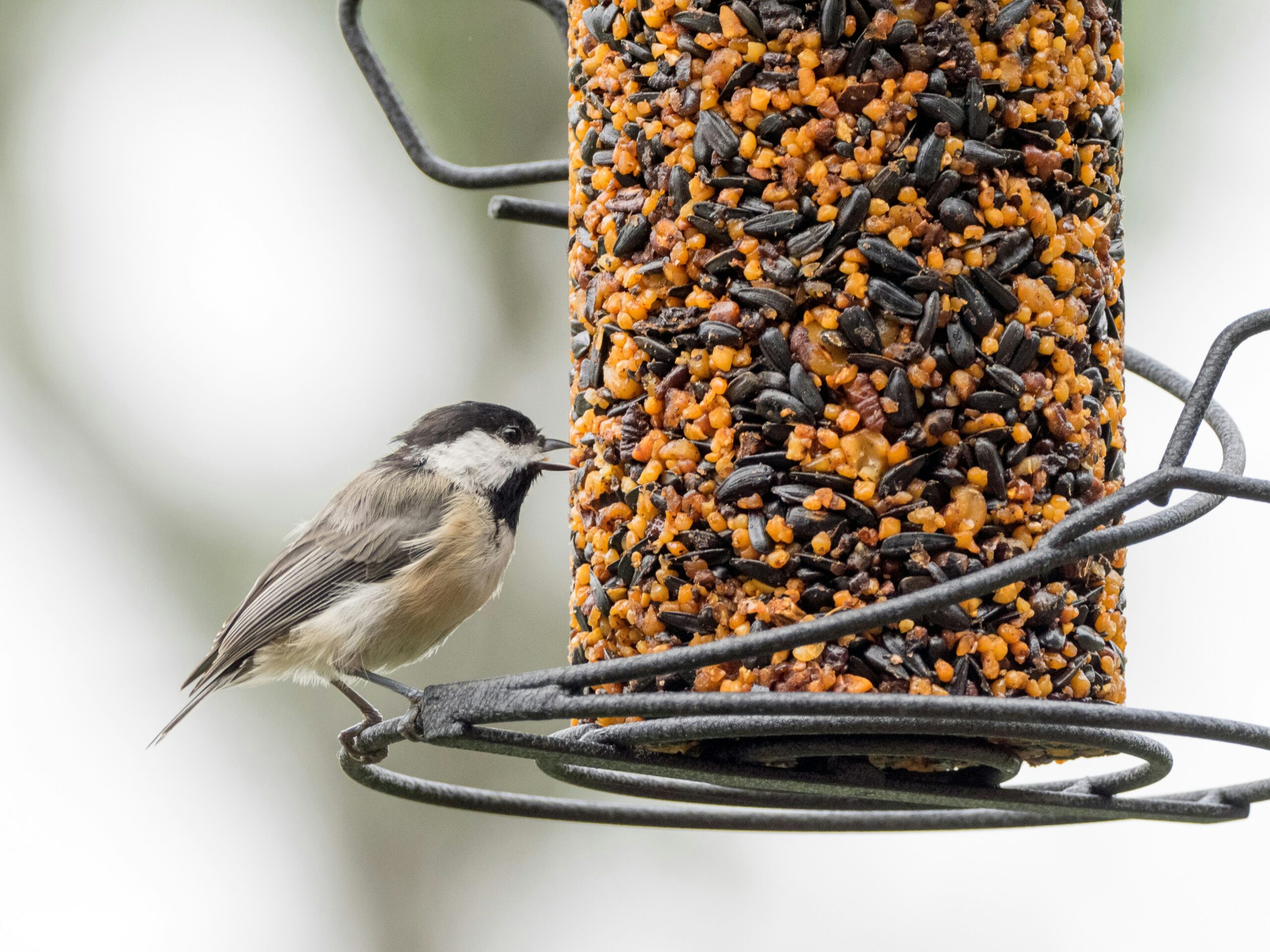 bird on a birdfeeder