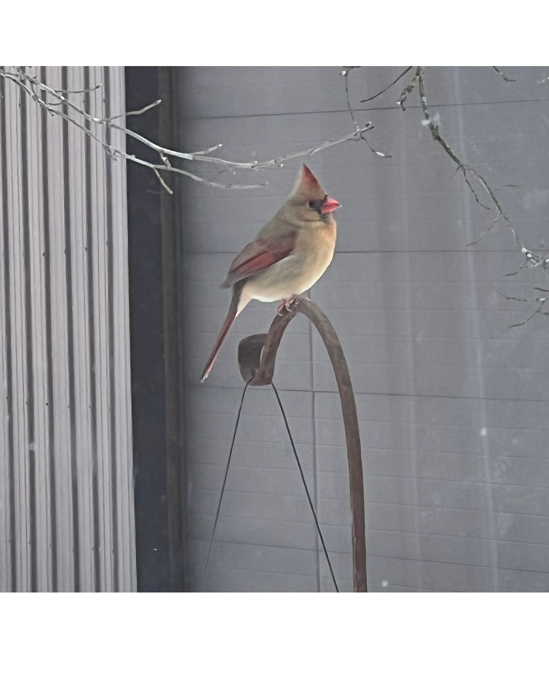 female cardinal