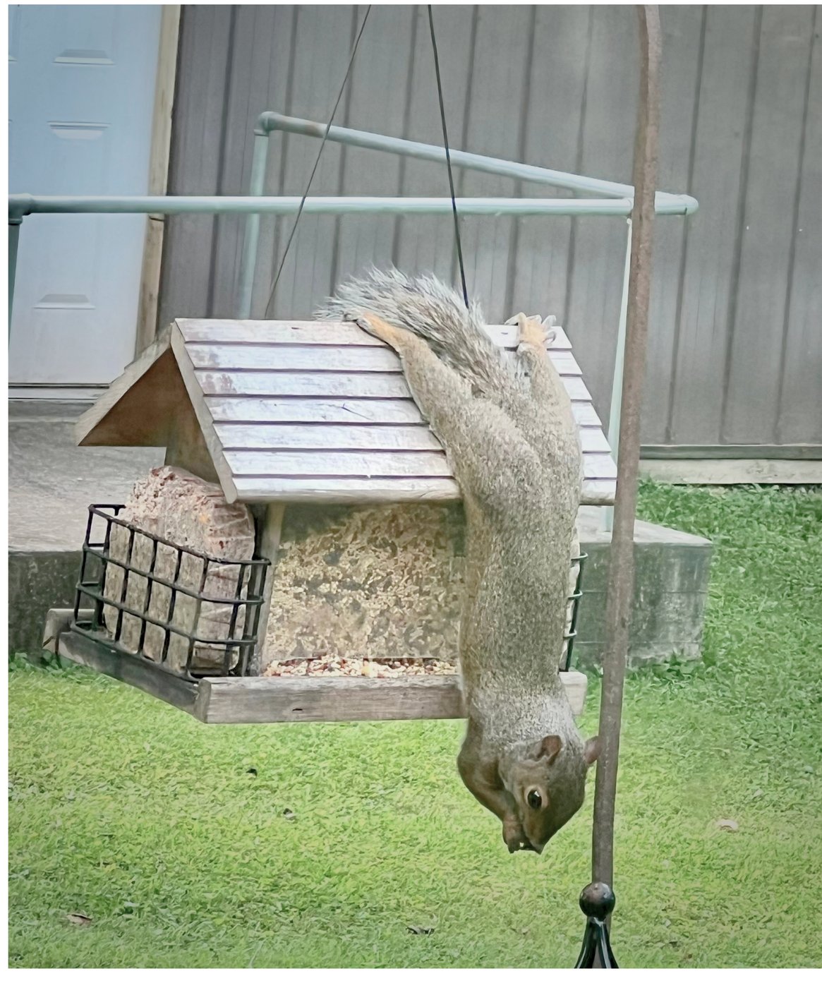 squirrel hanging upside down from the feeder eating seed