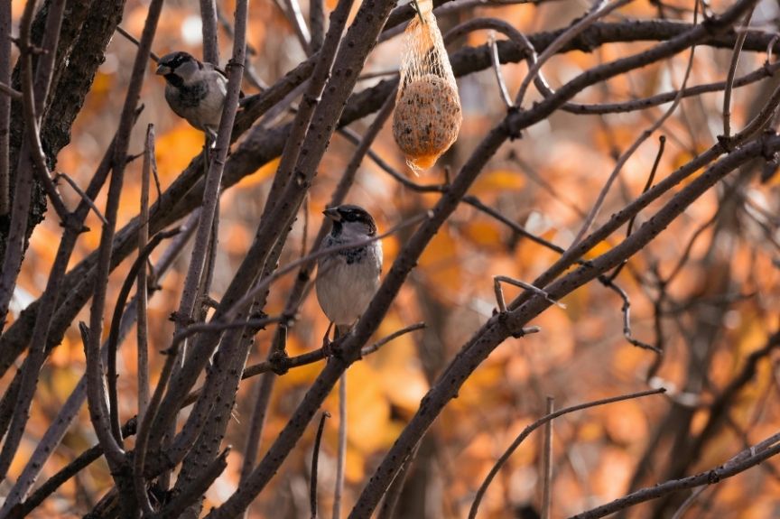 Birds in the fall eating suet
