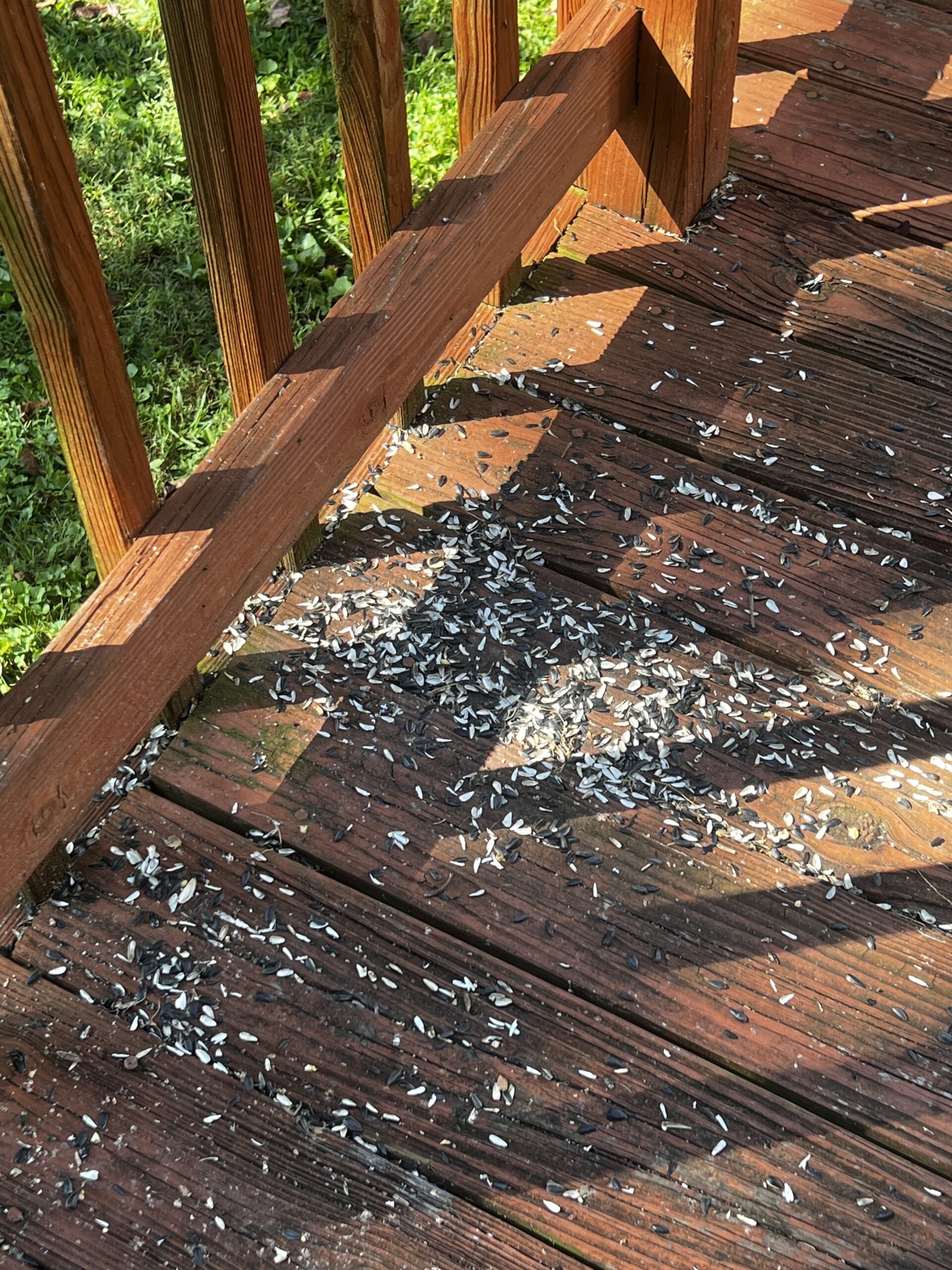 sunflower shells on the porch