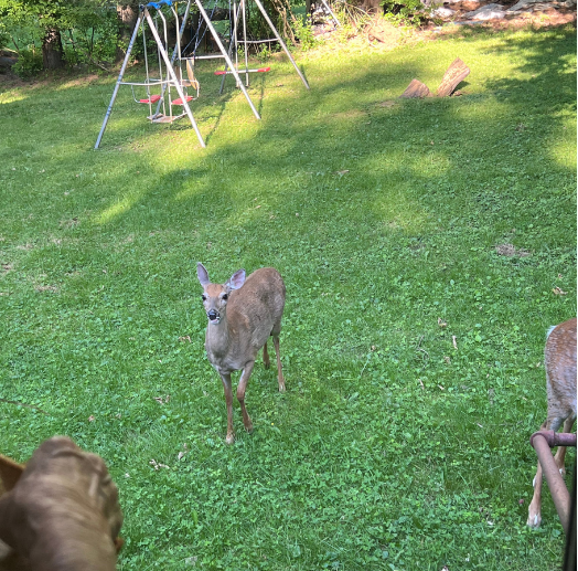 deer at the back door